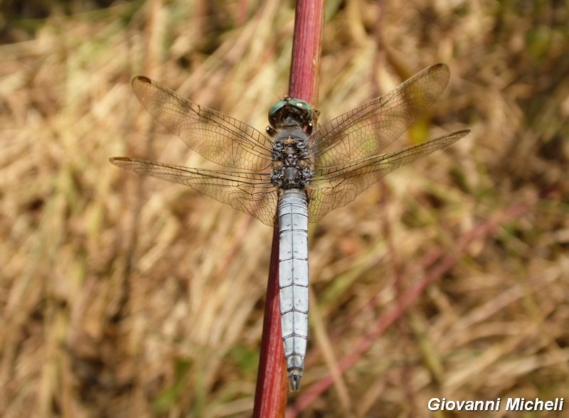 Serie di Libellulidae del Parco del Ticino